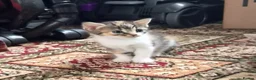 Mixed Breed cats for sale: Male /female lovely kittens  - Advert 9
