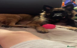 Mixed Breed dogs for sale: Luna  - Image 2