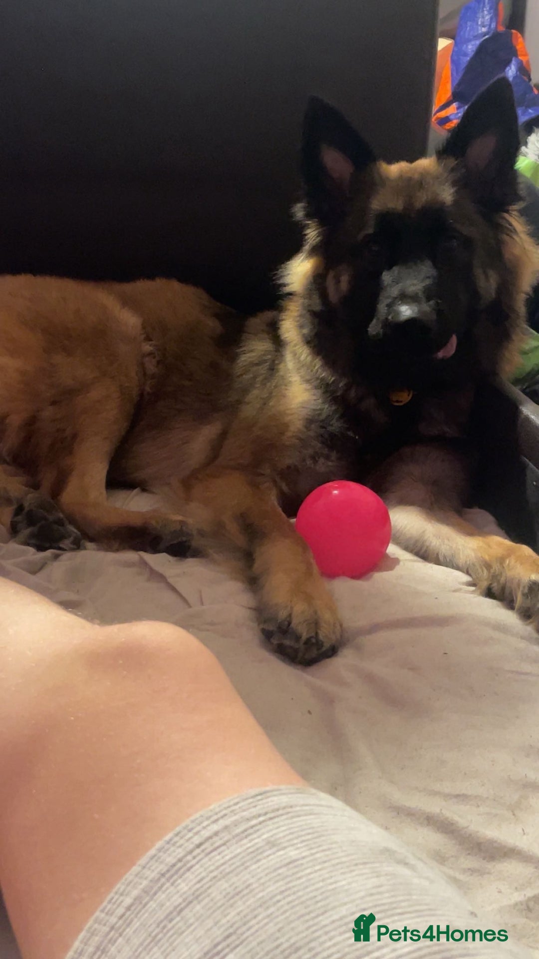 Mixed Breed dogs for sale: Luna  - Image 2