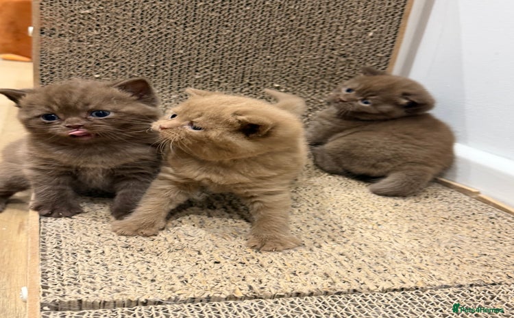 British Shorthair cats Chocolate British Shorthair Kittens - Advert 10