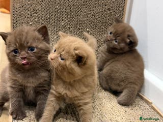 British Shorthair cats Chocolate British Shorthair Kittens - Advert 14