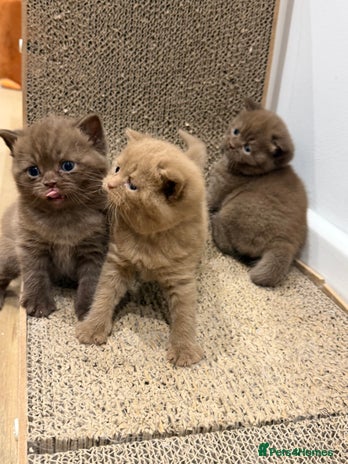 British Shorthair cats Chocolate British Shorthair Kittens - Advert 4