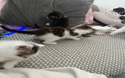 Maine Coon cats for sale: Mainecoon cross kittens - Image 10