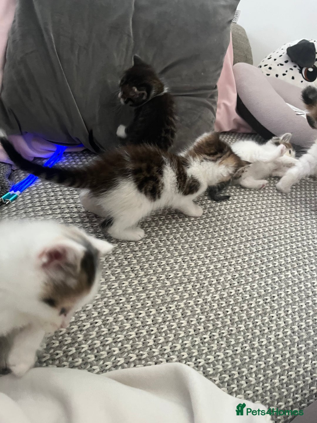 Maine Coon cats for sale: Mainecoon cross kittens - Image 10