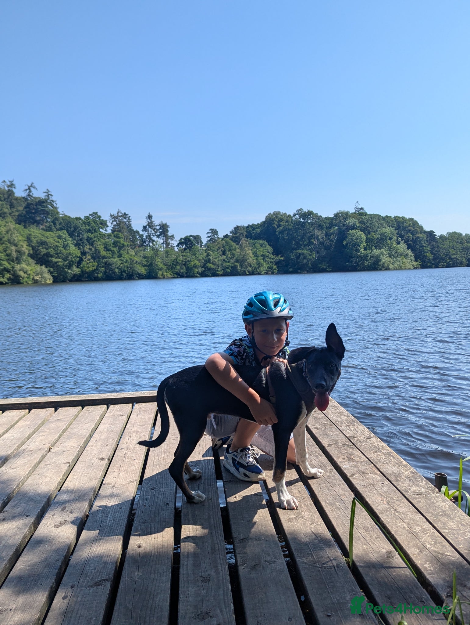 Border Collie dogs Beautiful Leo - Advert 6