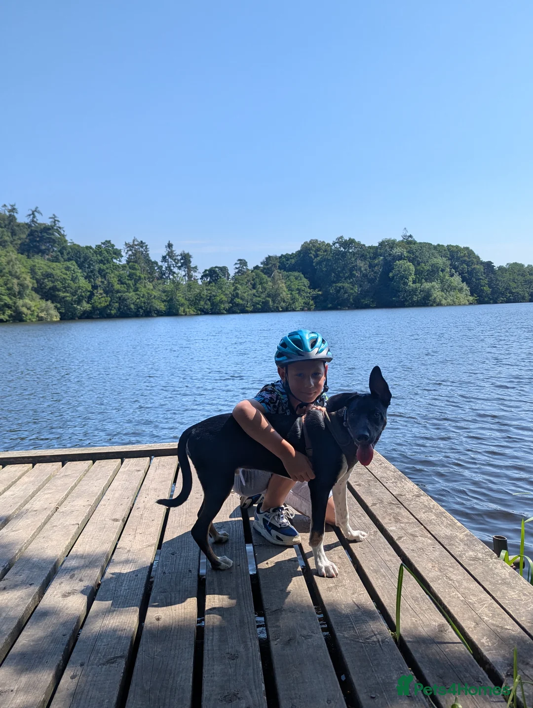 Border Collie dogs for sale: Beautiful Leo - Advert 1