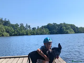 Border Collie dogs Beautiful Leo - Advert 6