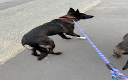 Mixed Breed dogs for sale: Snoop - Border Collie X German Shepherd  - Image 8