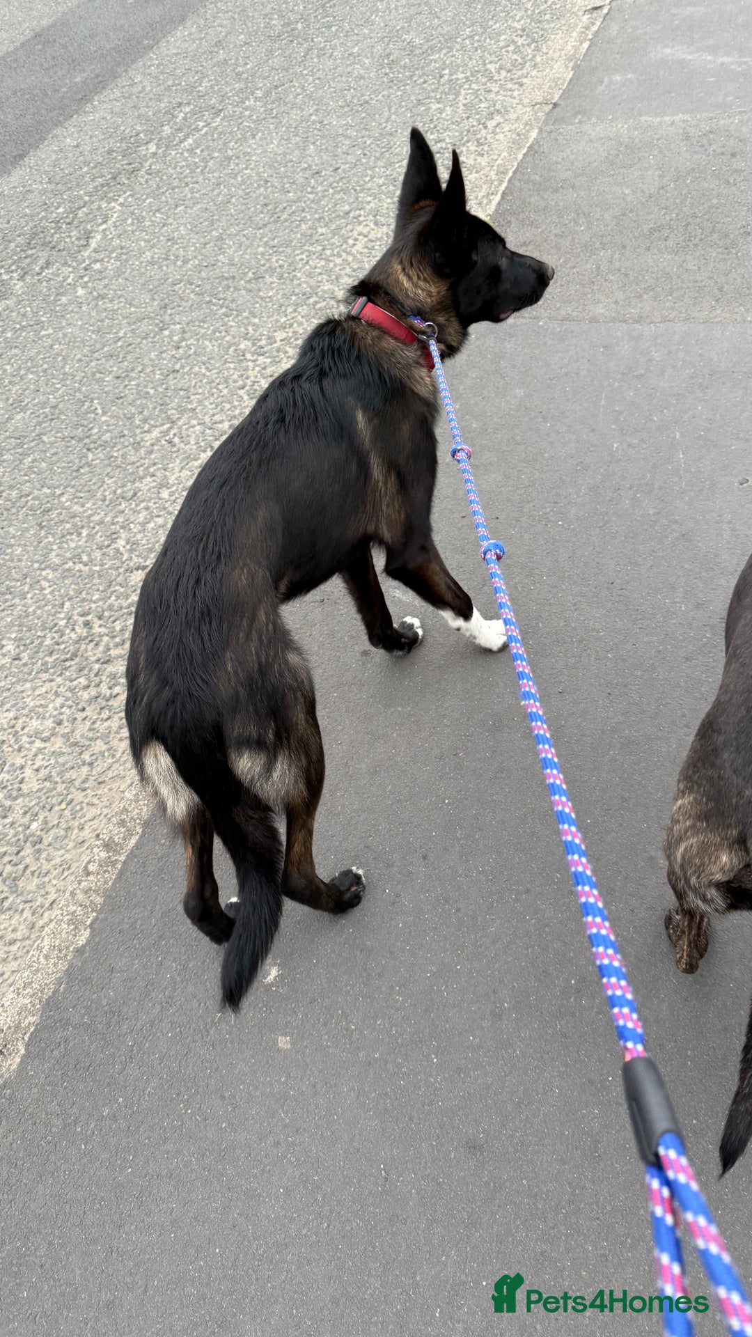 Mixed Breed dogs for sale: Snoop - Border Collie X German Shepherd  - Image 8