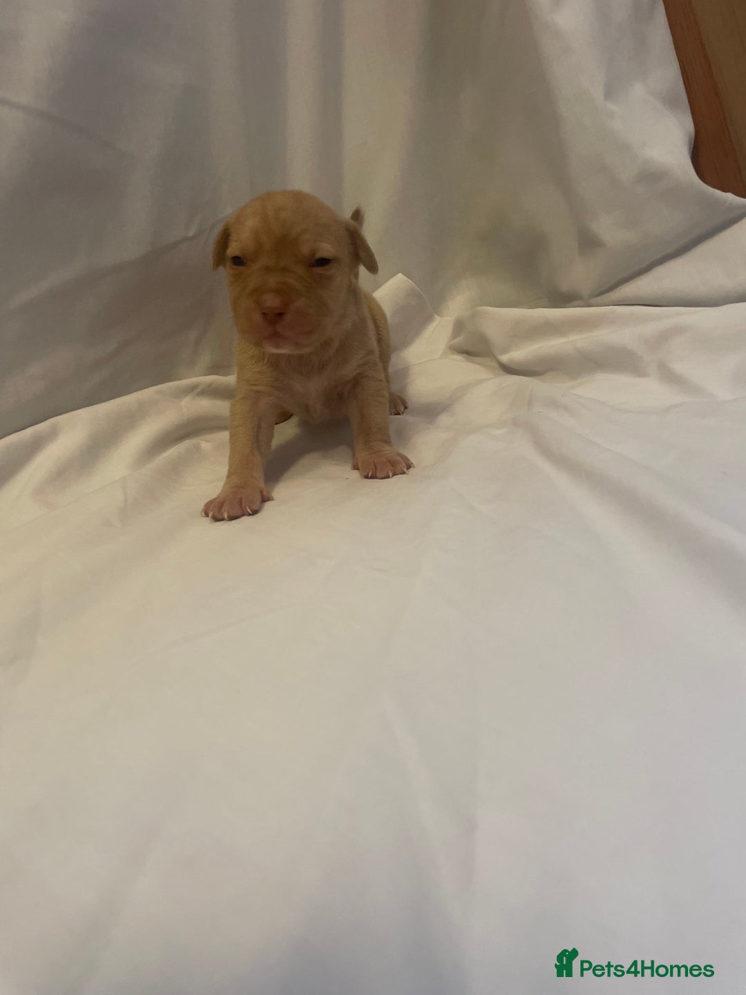 Mixed Breed dogs for sale: Cane Corso X mastiff - Image 12