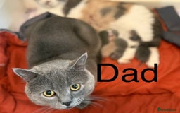 British Shorthair cats for sale: British Shorthair Kittens  - Image 10