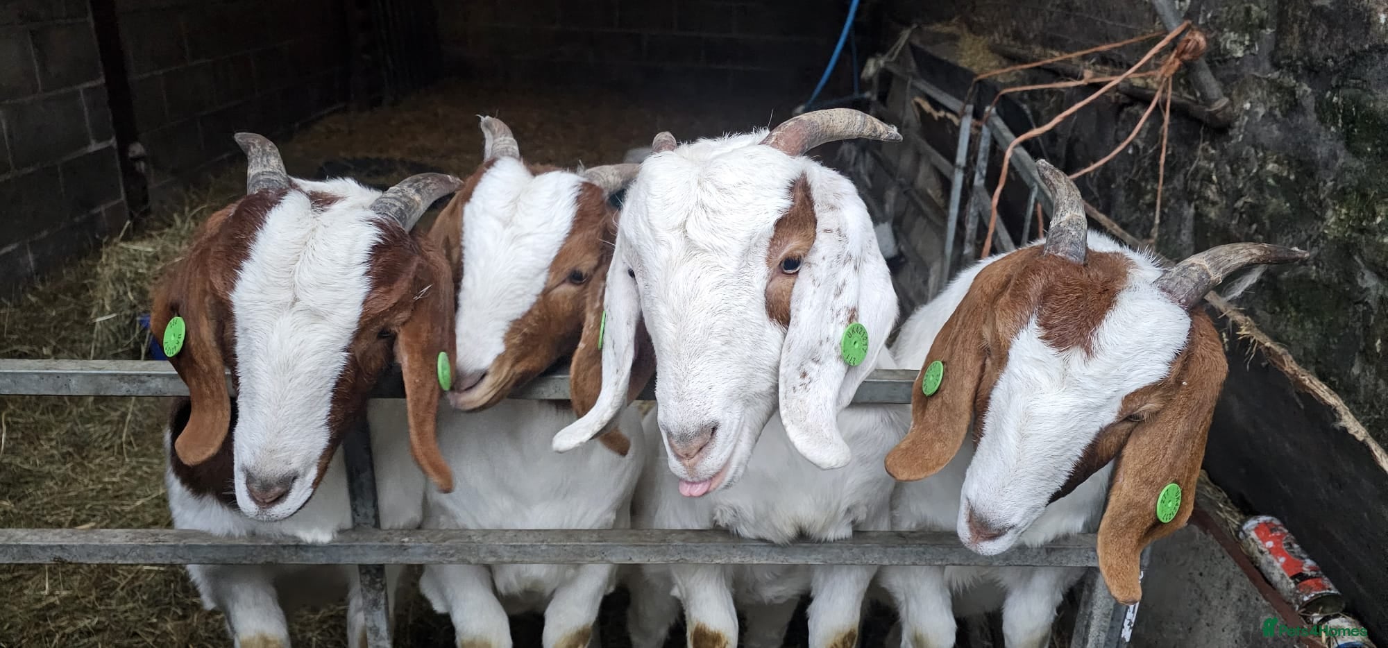 Goats livestock Boar goats  - Advert 6