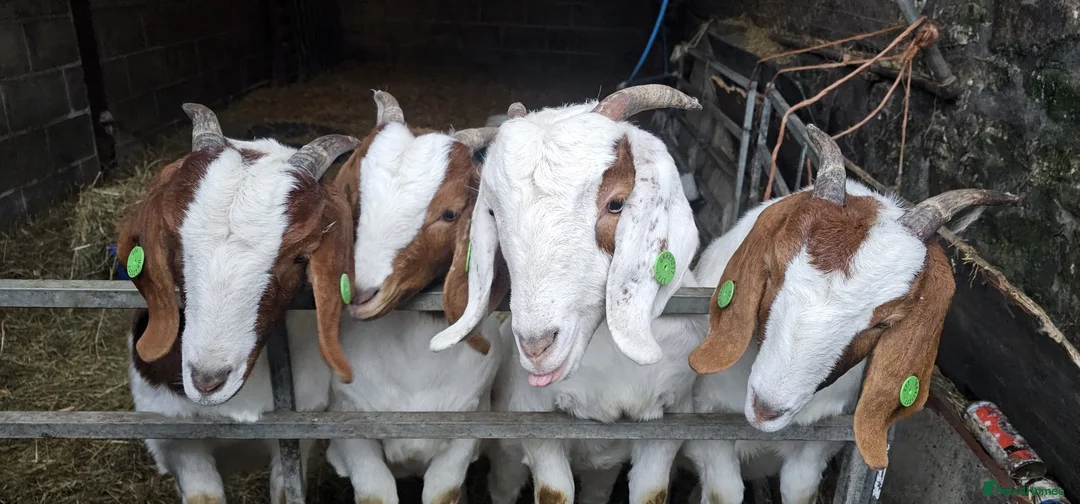 Goats livestock for sale: Boar goats  - Advert 1