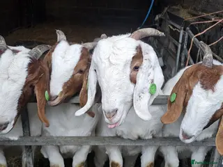 Goats livestock Boar goats - Advert 2