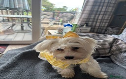 Maltese dogs for sale: Maltese girl  - Image 4