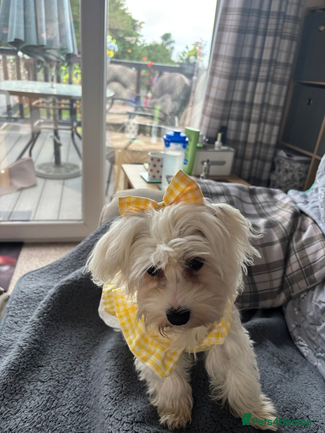 Maltese dogs for sale: Maltese girl  - Image 4