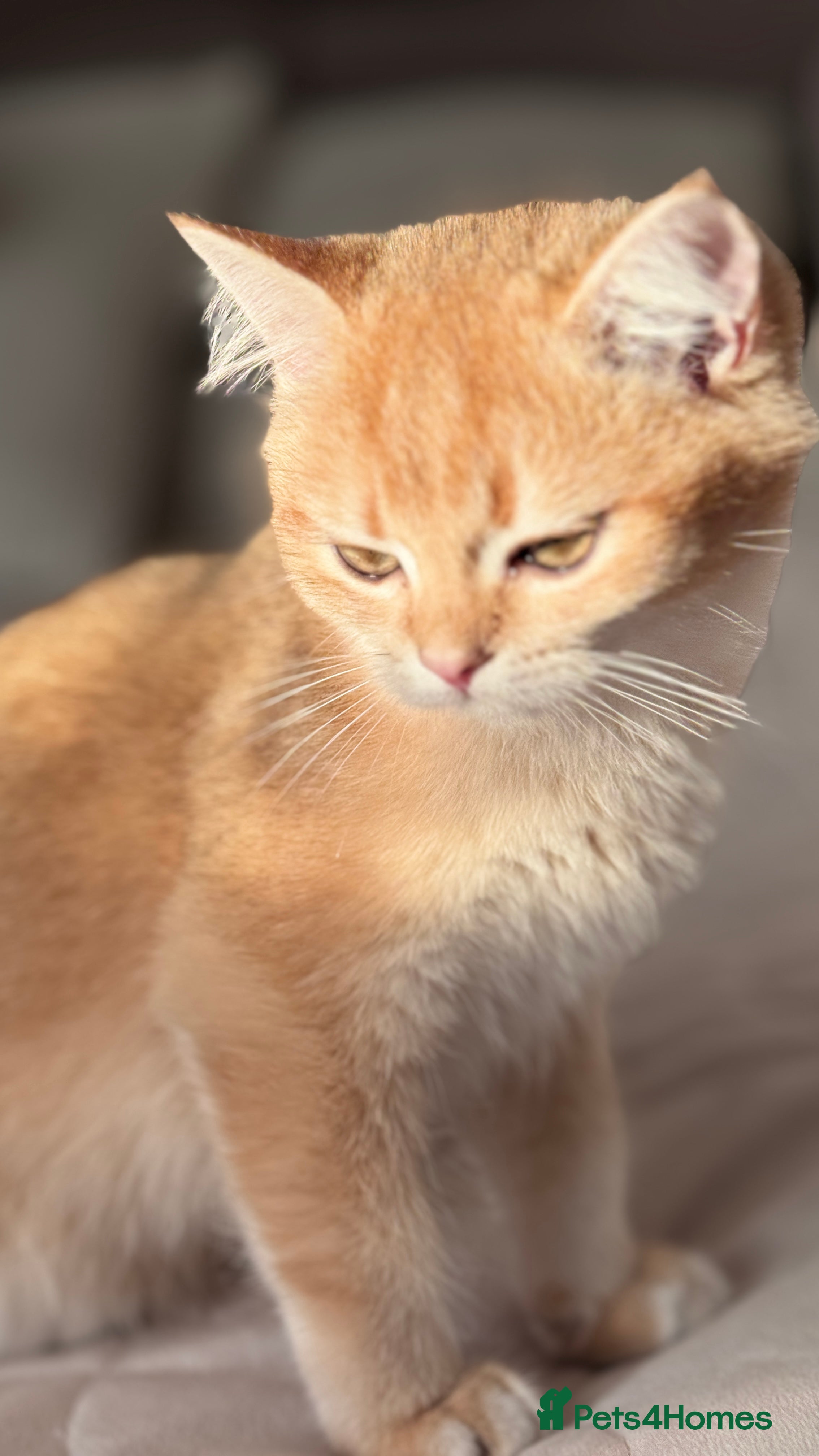 British Shorthair cats GCCF BSH ONE BOY READY TO GO GOLDEN BLACK TIPPED  - Advert 6