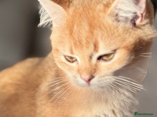 British Shorthair cats GCCF BSH ONE BOY READY TO GO GOLDEN BLACK TIPPED - Advert 6