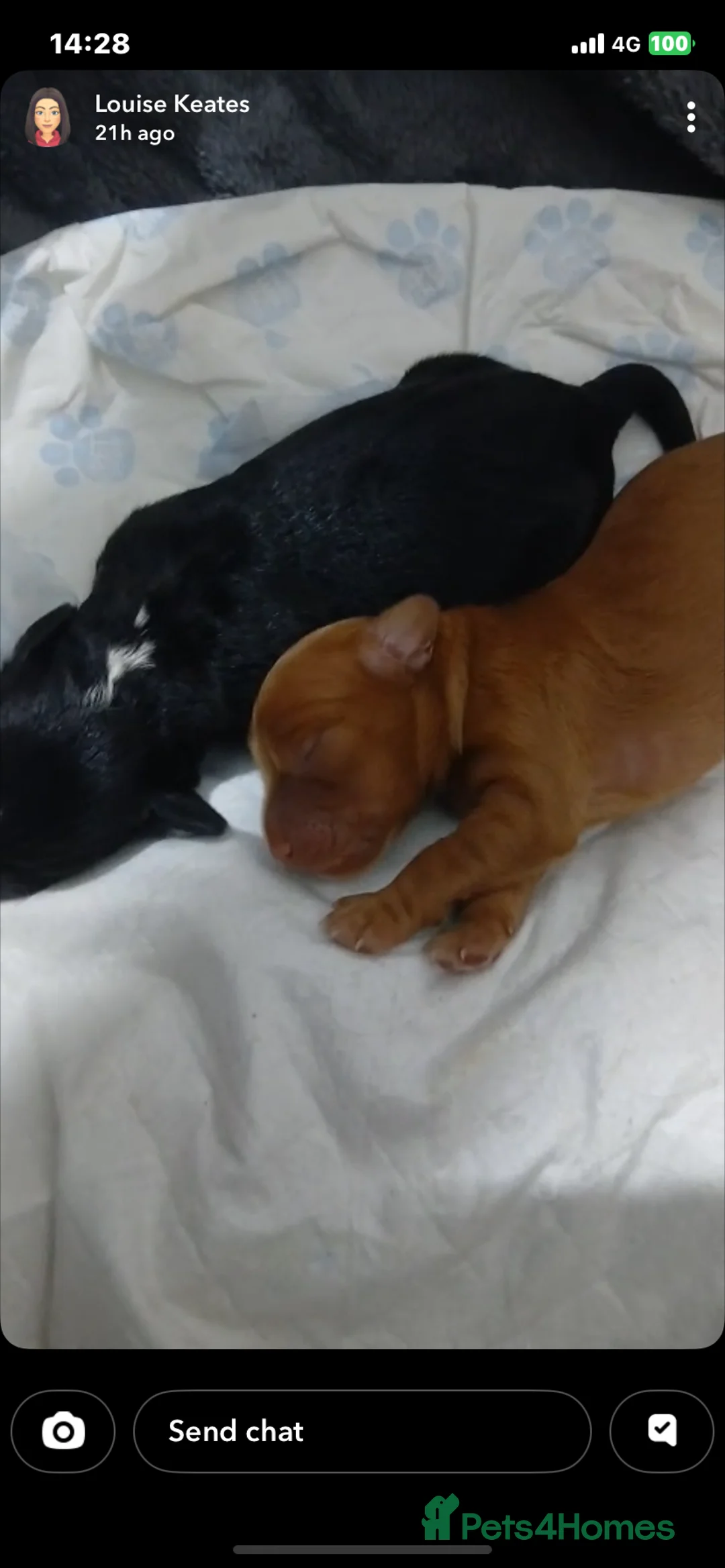 Cockapoo dogs for sale: 5 beautiful cockapoo puppies  - Advert 8