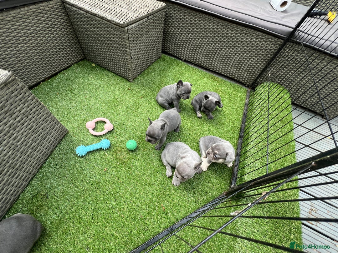 French Bulldog dogs for sale: 7 week old kC French bulldogs - Image 17