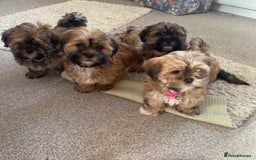 Shih Tzu dogs for sale: Shih Tzu puppies  - Image 2