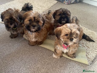 Shih Tzu dogs - Advert 1