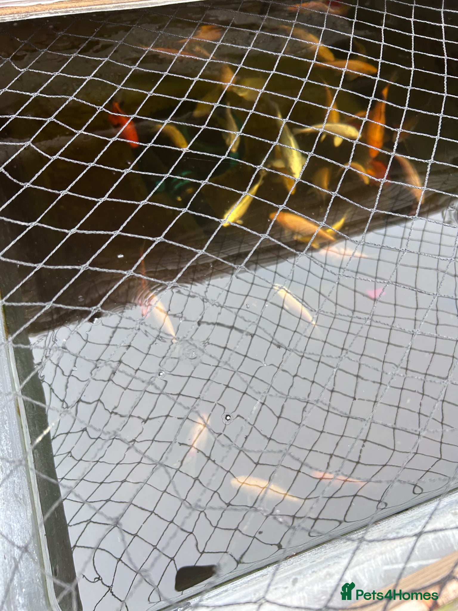 Koi Carp fish Assorted Koi Carp for sale - Advert 4