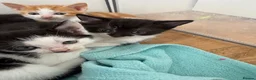 Mixed Breed cats for sale: Beautiful kittens  - Advert 10