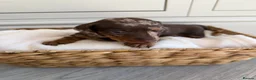 Miniature Dachshund dogs for sale: KC miniature dachshund puppies  in Darlington - Advert 3