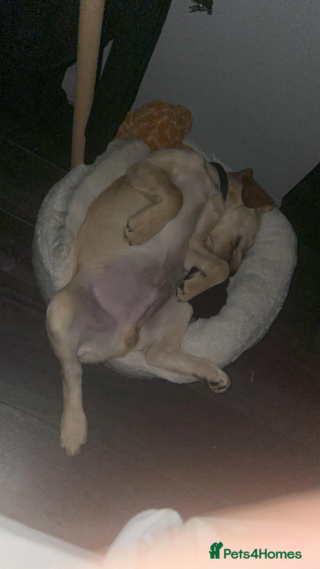 Cockerdor dogs for sale: Milo 7 month  - Advert 6