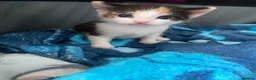 American Wirehair cats for sale: Kittens for Sale - Advert 3