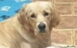Golden Retriever dogs for sale: Golden retriever girl 4 years old  - Image 2