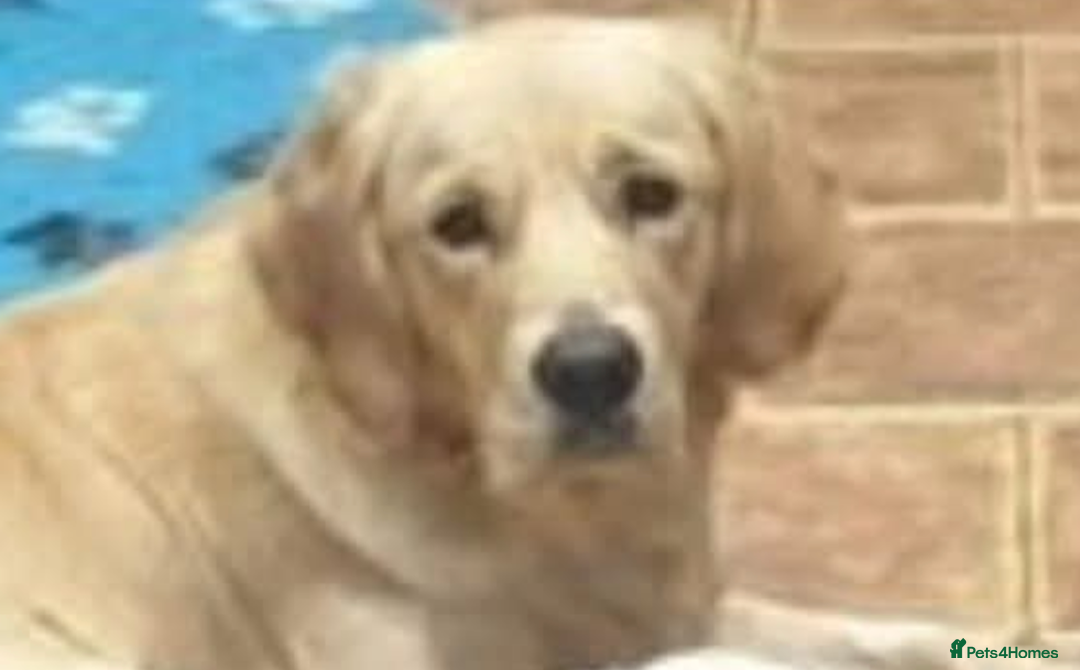 Golden Retriever dogs for sale: Golden retriever girl 4 years old  - Image 2