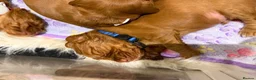 Cocker Spaniel dogs for sale: KC REGISTERED WORKING COCKER SPANIEL PUPPIES in Solihull - Advert 10