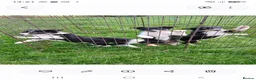 Border Collie dogs for sale: Border collie puppies  in Builth Wells - Advert 4
