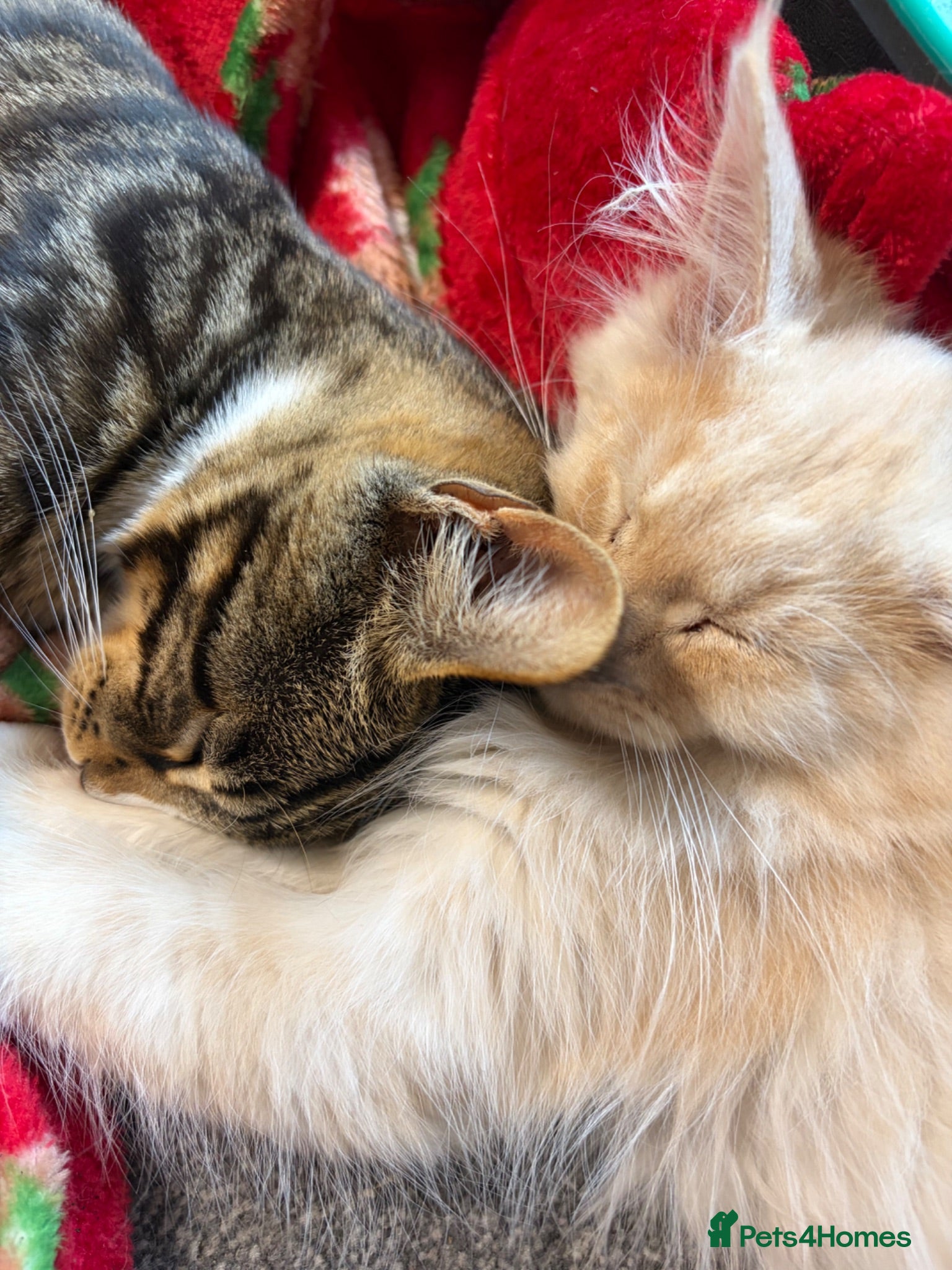 Maine Coon cats Gorgeous ChampionRussian line XL Mainecoon kittens - Advert 2