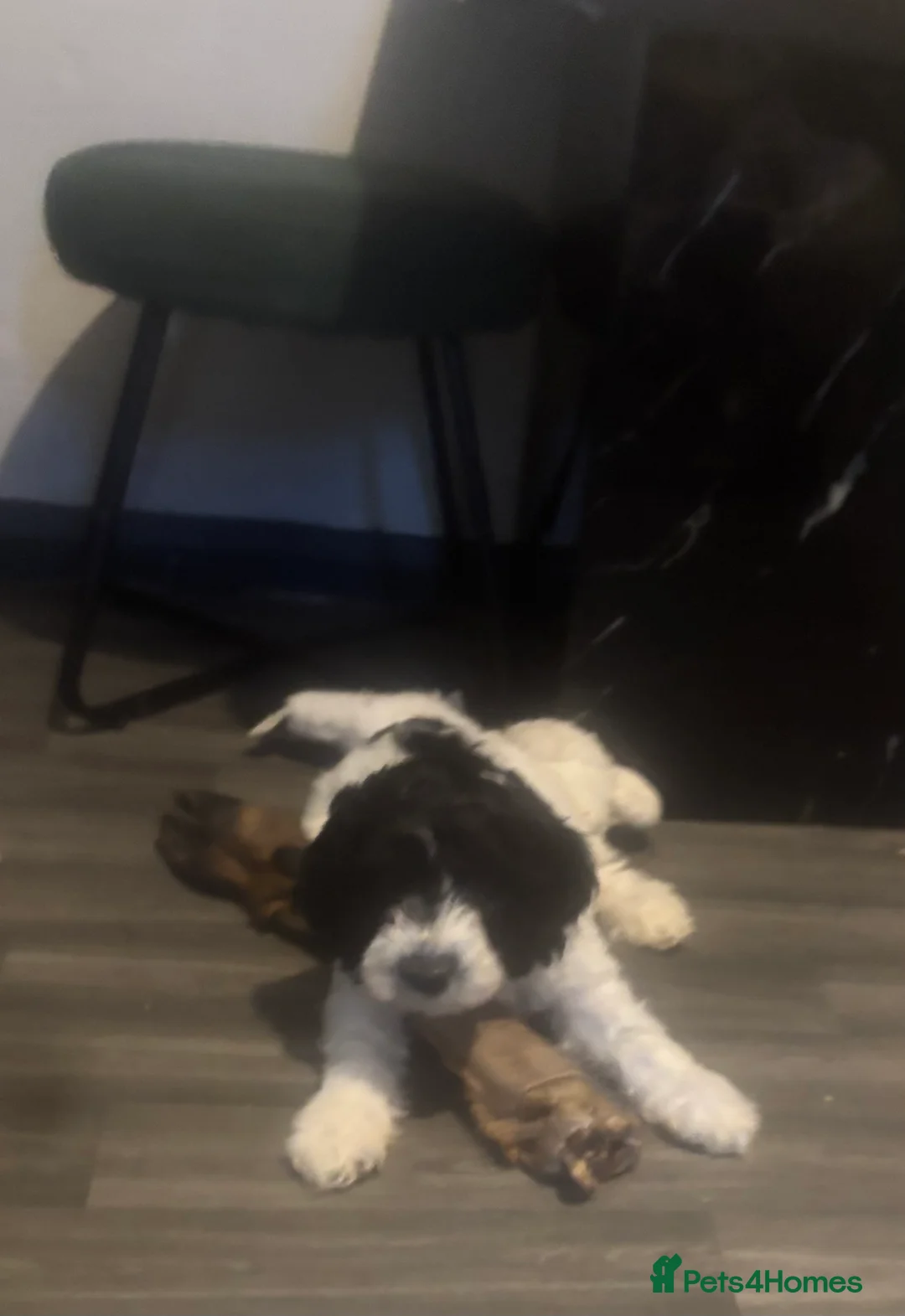 Cockapoo dogs for sale: Cockapoo pups  - Advert 2