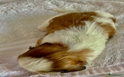 Shih Tzu dogs for sale: Adorable Imperial Shih Tzu Puppies - Advert 14