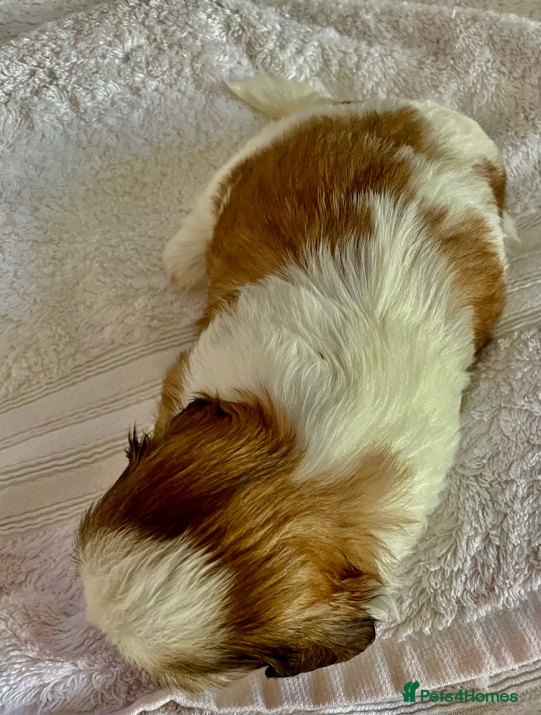 Shih Tzu dogs for sale: Adorable Imperial Shih Tzu Puppies - Advert 14