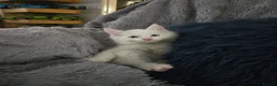 Maine Coon cats for sale: MAINE COON kitten - Advert 11