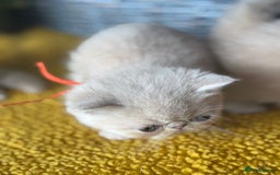 Exotic cats for sale: Superb GCCF Exotic kittens Health Tested parents - Image 32