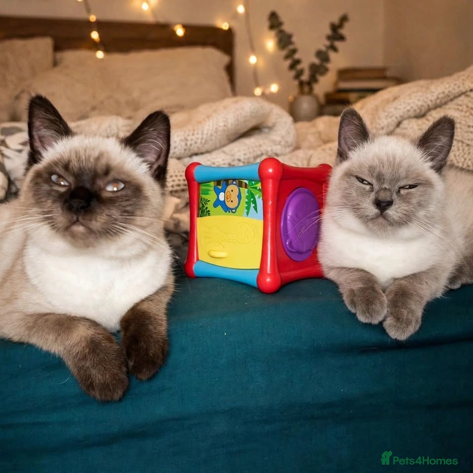 Siamese cats for sale: Purebred colourpoint British Shorthair  - Advert 8