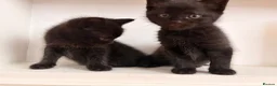 Mixed Breed cats for sale: Mixed-Breed Kittens Looking for Loving Homes in High Wycombe - Advert 2