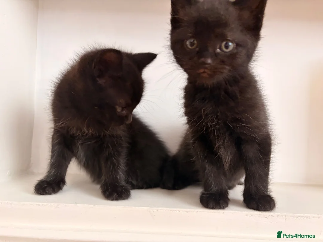 Mixed Breed cats for sale: Mixed-Breed Kittens Looking for Loving Homes in High Wycombe - Advert 2