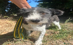 Mixed Breed dogs for adoption: Irina - Norwich Norfolk  - Image 5