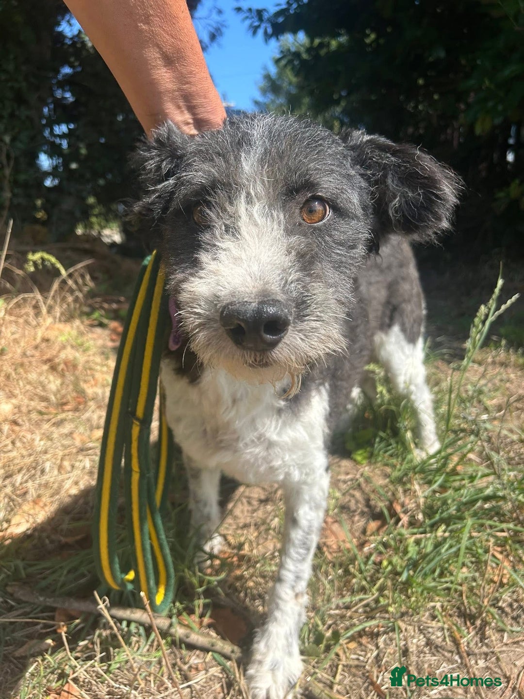 Mixed Breed dogs for adoption: Irina - Norwich Norfolk  - Image 5