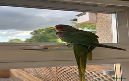Parrots birds for sale: Kiwi, Stunning Green Playful Alexandrine Parrot - Image 1