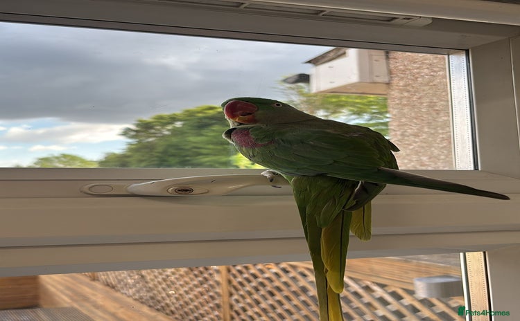 Parrots birds - Advert 1