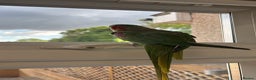 Parrots birds for sale: Kiwi, Stunning Green Playful Alexandrine Parrot - Advert 1