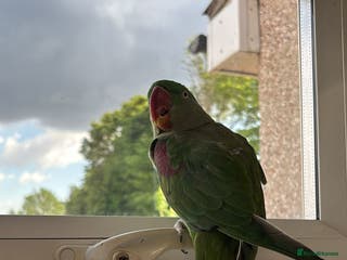 Parrots birds Kiwi, Stunning Green Playful Alexandrine Parrot - Advert 19
